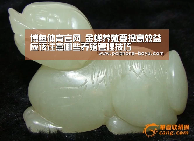  博鱼体育官网_金蝉养殖要提高效益应该注意哪些养殖管理技巧